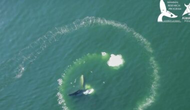 New UH study finds humpback whales are only species capable of bubble-net feeding