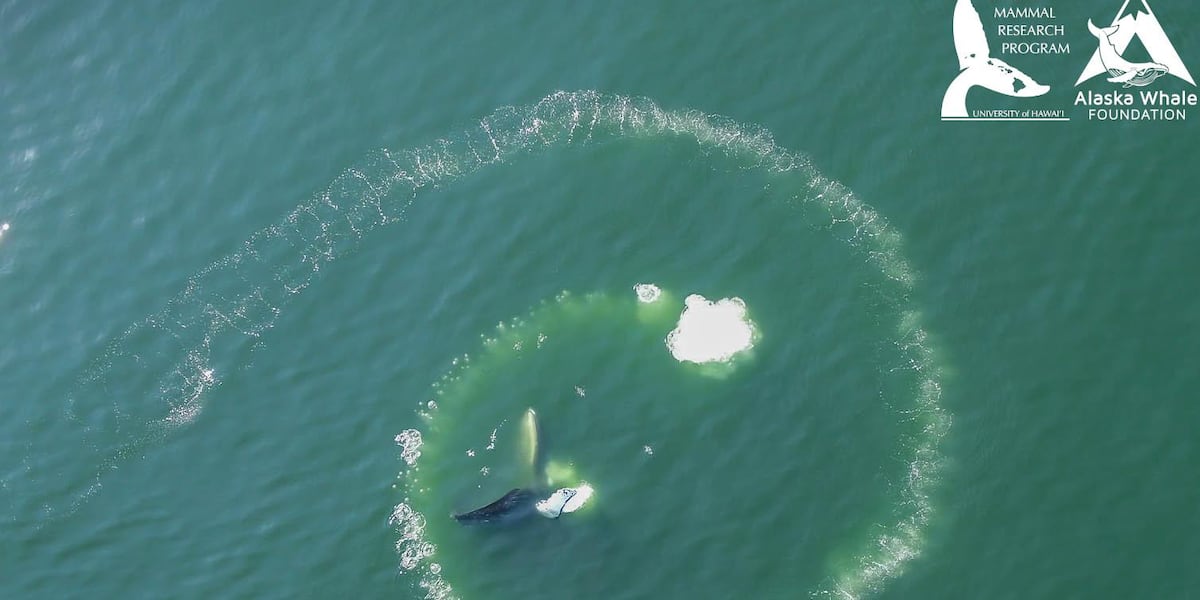 New UH study finds humpback whales are only species capable of bubble-net feeding