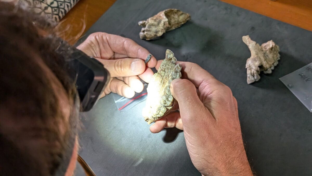 Newly Discovered Fossils Reveal Unknown Humanlike Relative