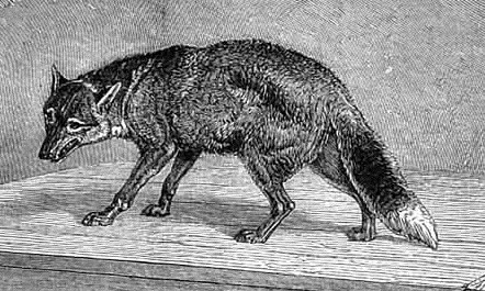 Illustration of warrah wolf in London