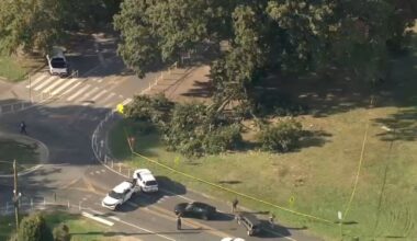 4 men hurt after tree falls in Philly’s Fairmount Park – NBC10 Philadelphia