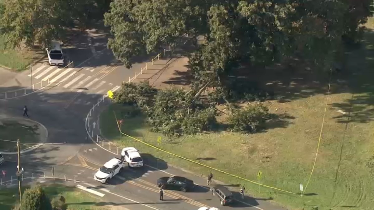 4 men hurt after tree falls in Philly’s Fairmount Park – NBC10 Philadelphia