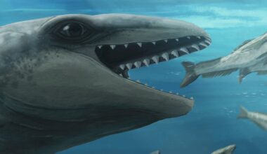 In this illustration provided by Ruairidh Duncan a Janjucetus dullardi is depicted chasing a fish. (Ruairidh Duncan via AP)