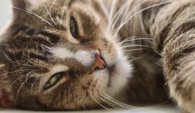 Purrfecto Cat Lounge coming soon to San Antonio