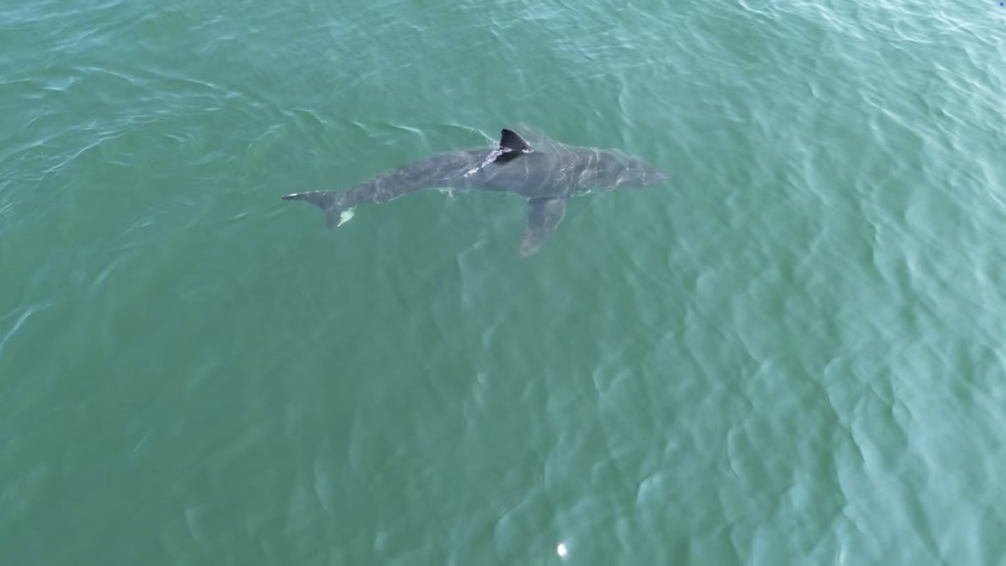 A white shark off the coast of Scarborough, Maine, on August 11.