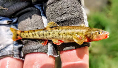 U.S. Fish and Wildlife Service approves conservation agreement with Freeport – GilaValleyCentral