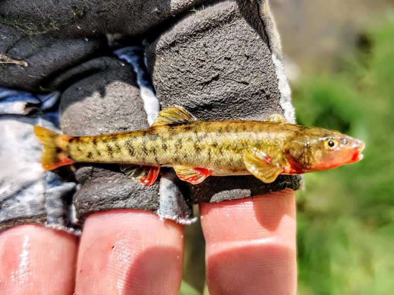 U.S. Fish and Wildlife Service approves conservation agreement with Freeport – GilaValleyCentral
