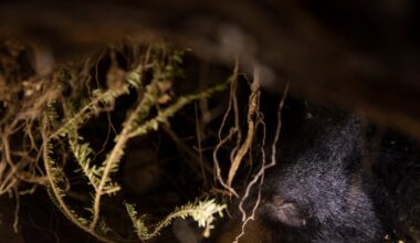 How the study of hibernating bears could help humans heal – Deseret News