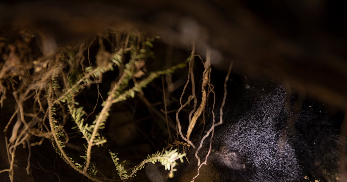 How the study of hibernating bears could help humans heal – Deseret News