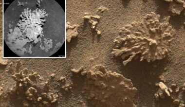 'Coral' rocks found on Mars by NASA's Curiosity rover