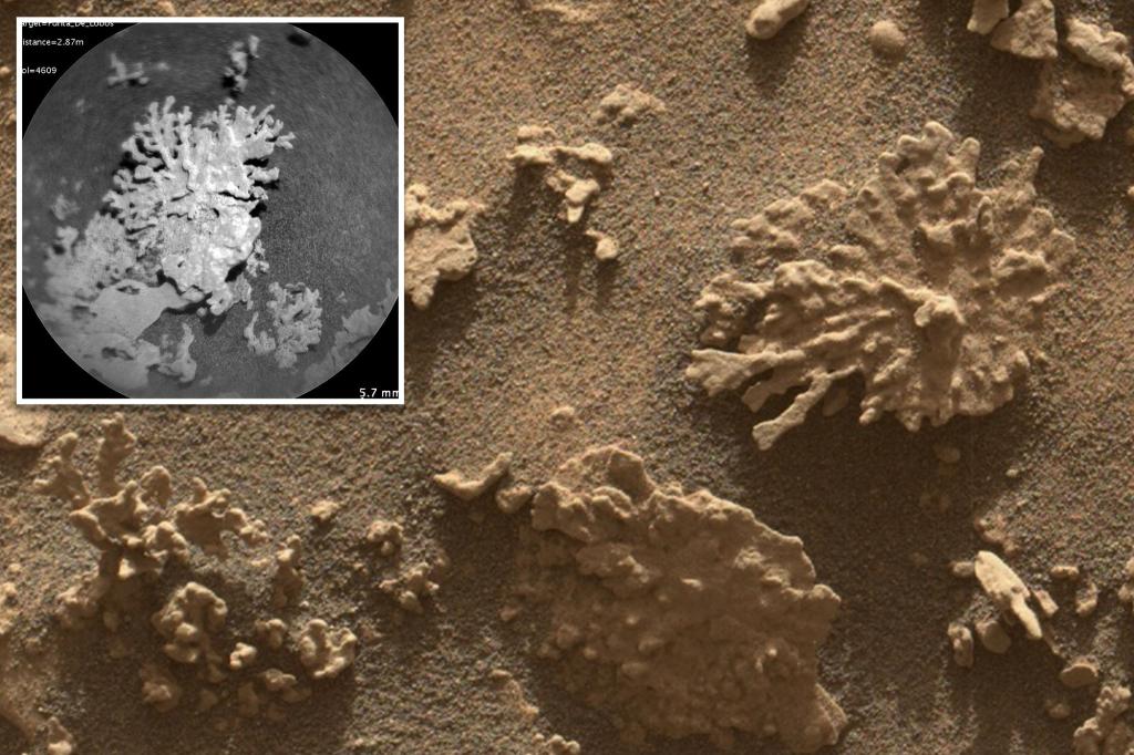 'Coral' rocks found on Mars by NASA's Curiosity rover