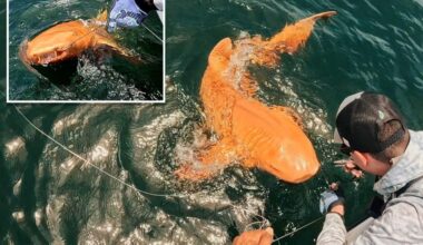 Scientists discover one-of-a-kind, bright orange shark swimming off Costa Rica