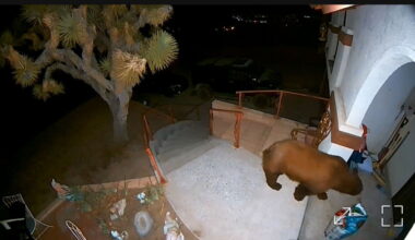 Bear spotted on the porch of Yucca Valley home