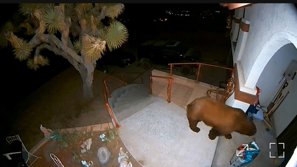 Bear spotted on the porch of Yucca Valley home