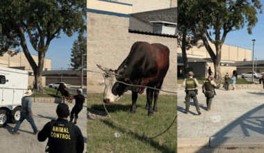 Bull wanders onto school grounds in Jurupa Valley – NBC Los Angeles