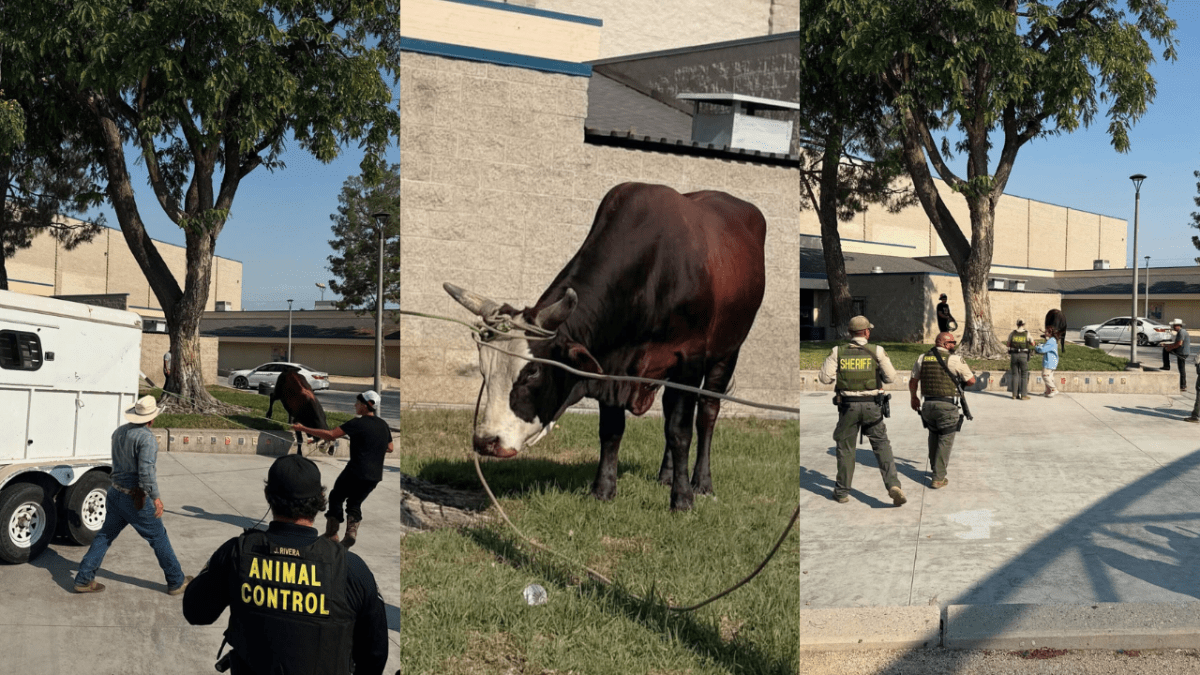 Bull wanders onto school grounds in Jurupa Valley – NBC Los Angeles