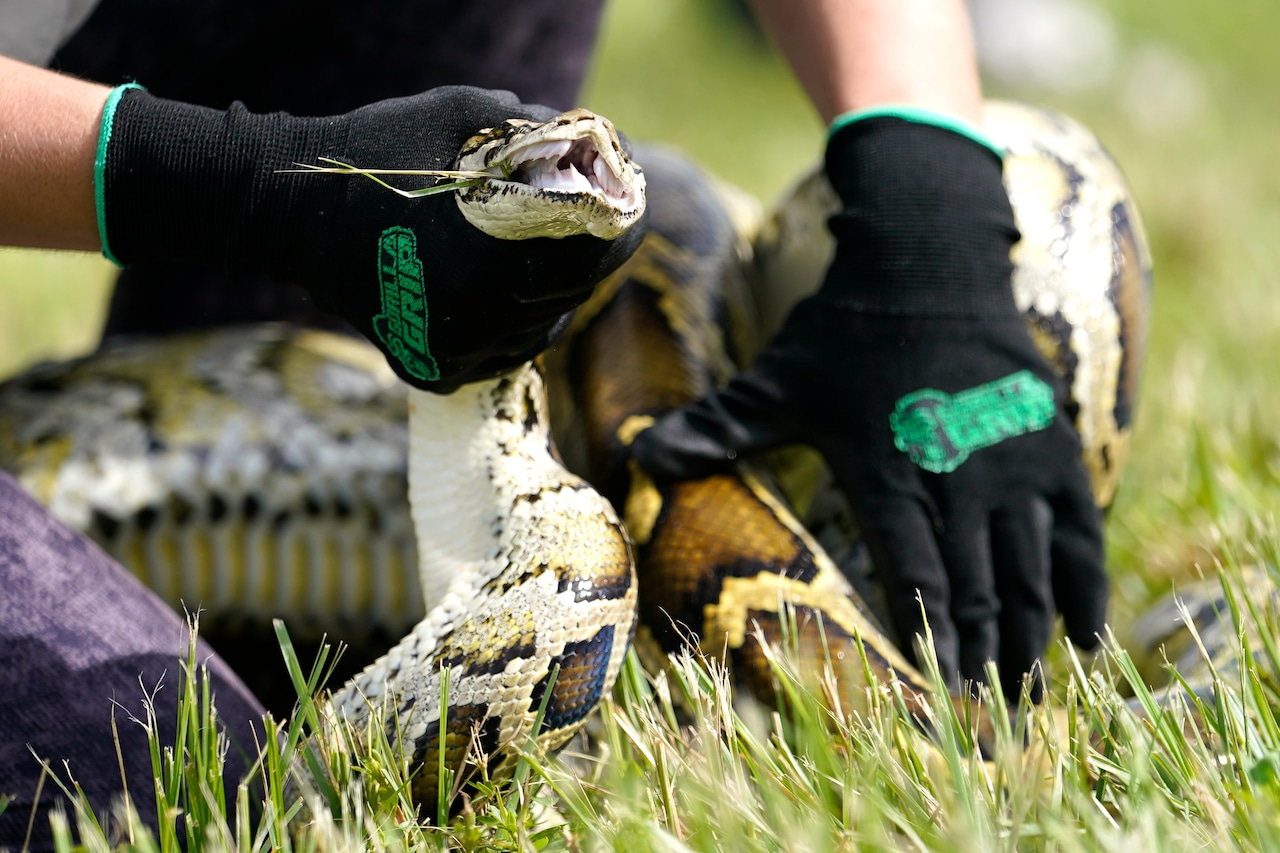Python Hunting Robot Rabbits