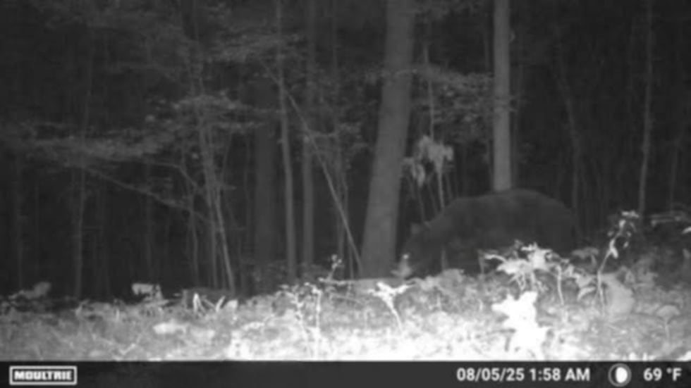 A viewer sent in a game camera photo of what appears to be an adult black bear near...