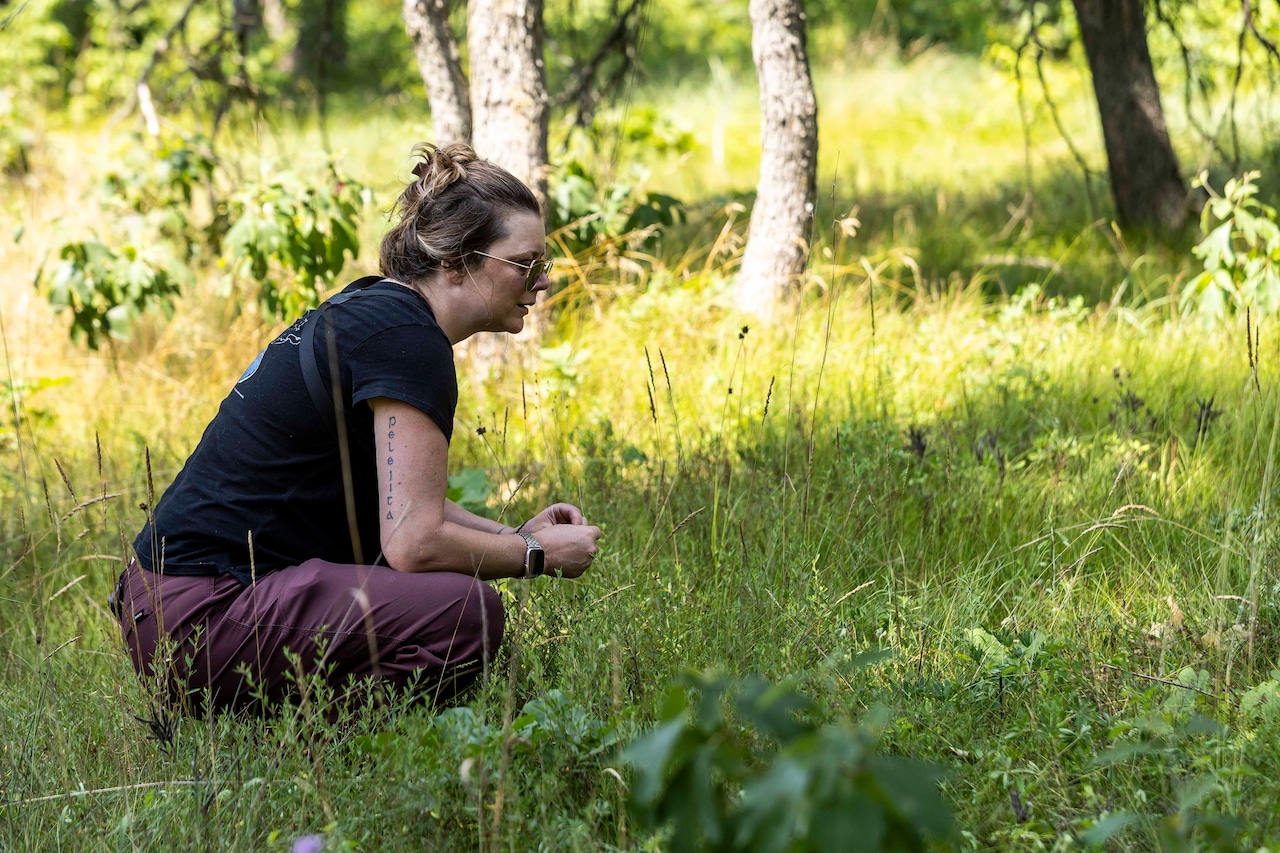 Karner blue butterfly survey