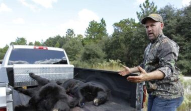 Florida’s wildlife agency approves first black bear hunt in a decade - Tampa Bay Times