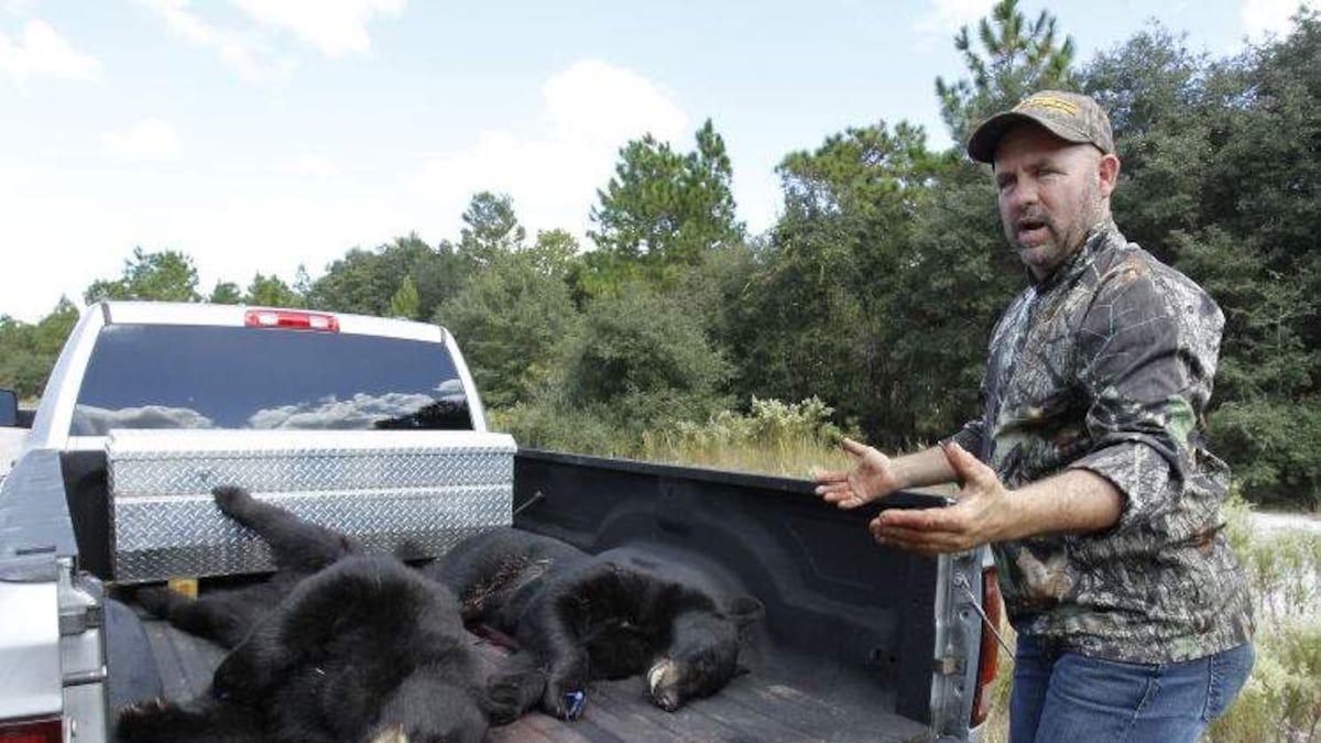Florida’s wildlife agency approves first black bear hunt in a decade - Tampa Bay Times