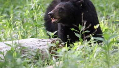 Multiple black bear sightings reported in East Texas, authorities warn