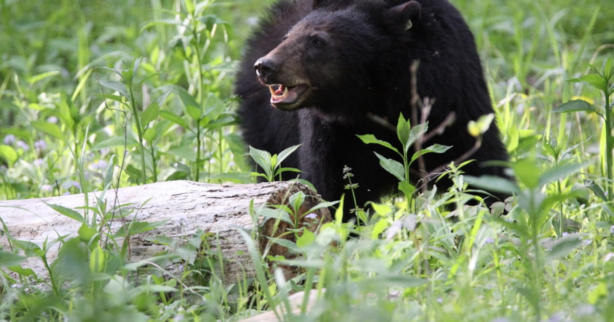 Multiple black bear sightings reported in East Texas, authorities warn