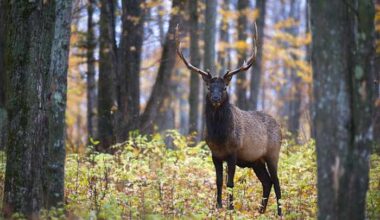 Why the Michigan DNR set up 200 trail cameras to monitor elk