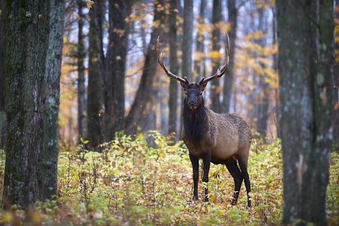 Why the Michigan DNR set up 200 trail cameras to monitor elk
