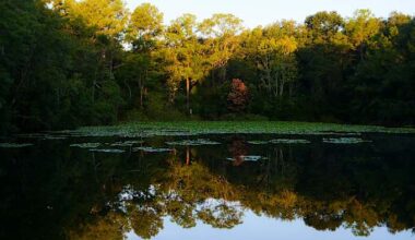 A hidden oasis amid Arlington’s urban hustle
