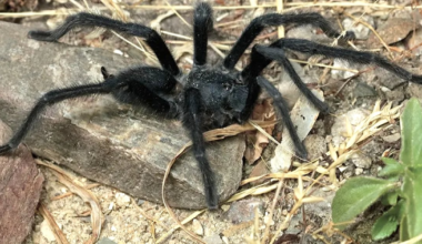 Tarantula Species With Penis That Dwarfs Its Body Discovered By Stunned Scientists