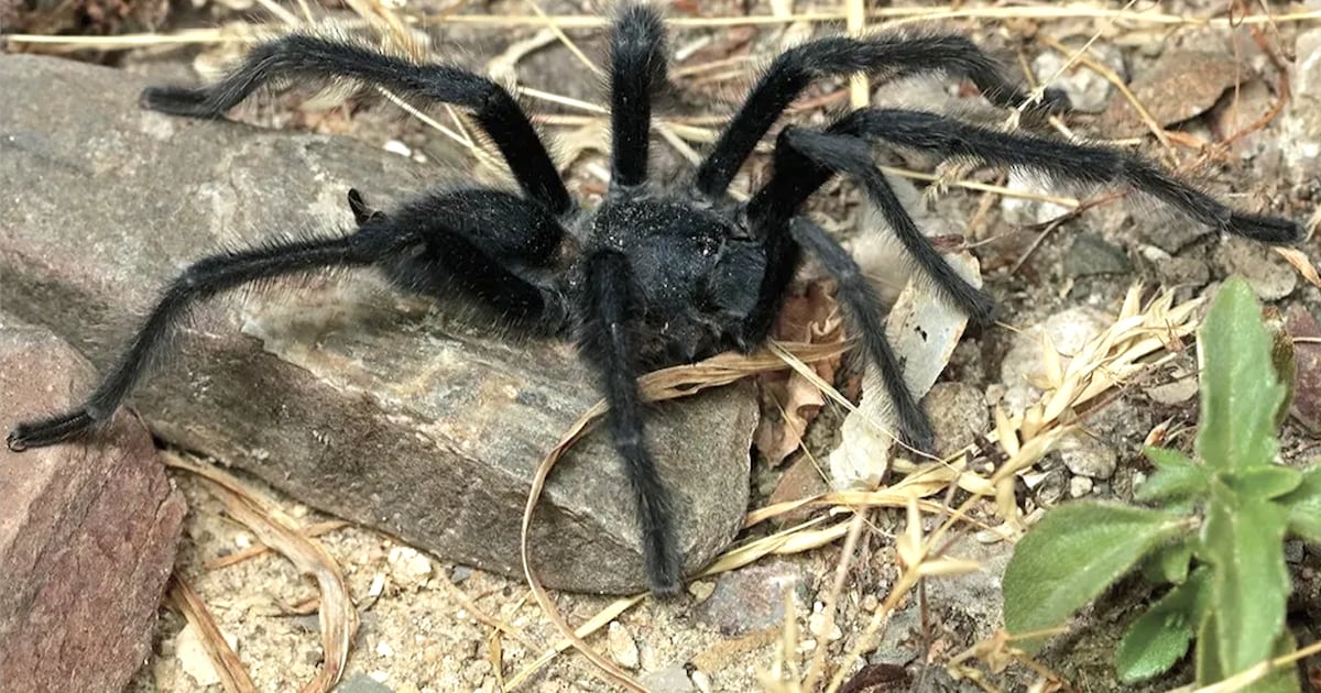 Tarantula Species With Penis That Dwarfs Its Body Discovered By Stunned Scientists