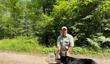 Bear with plastic jar on its head freed in northern Wisconsin
