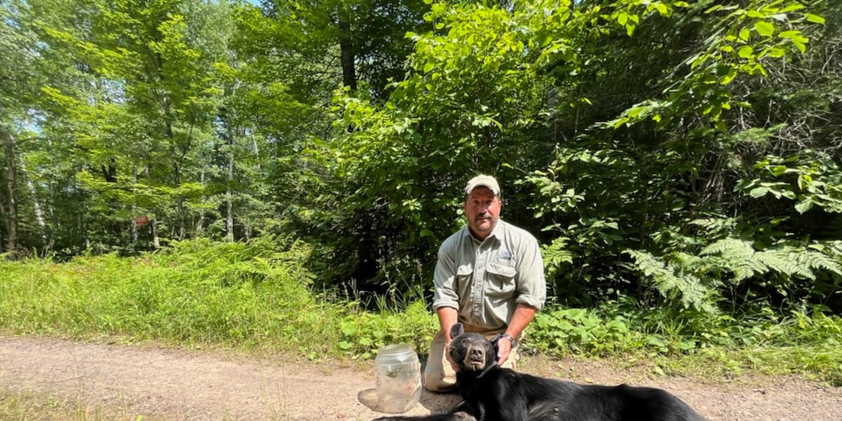 Bear with plastic jar on its head freed in northern Wisconsin
