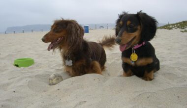 Guide to dog-friendly beaches in San Diego County – NBC 7 San Diego