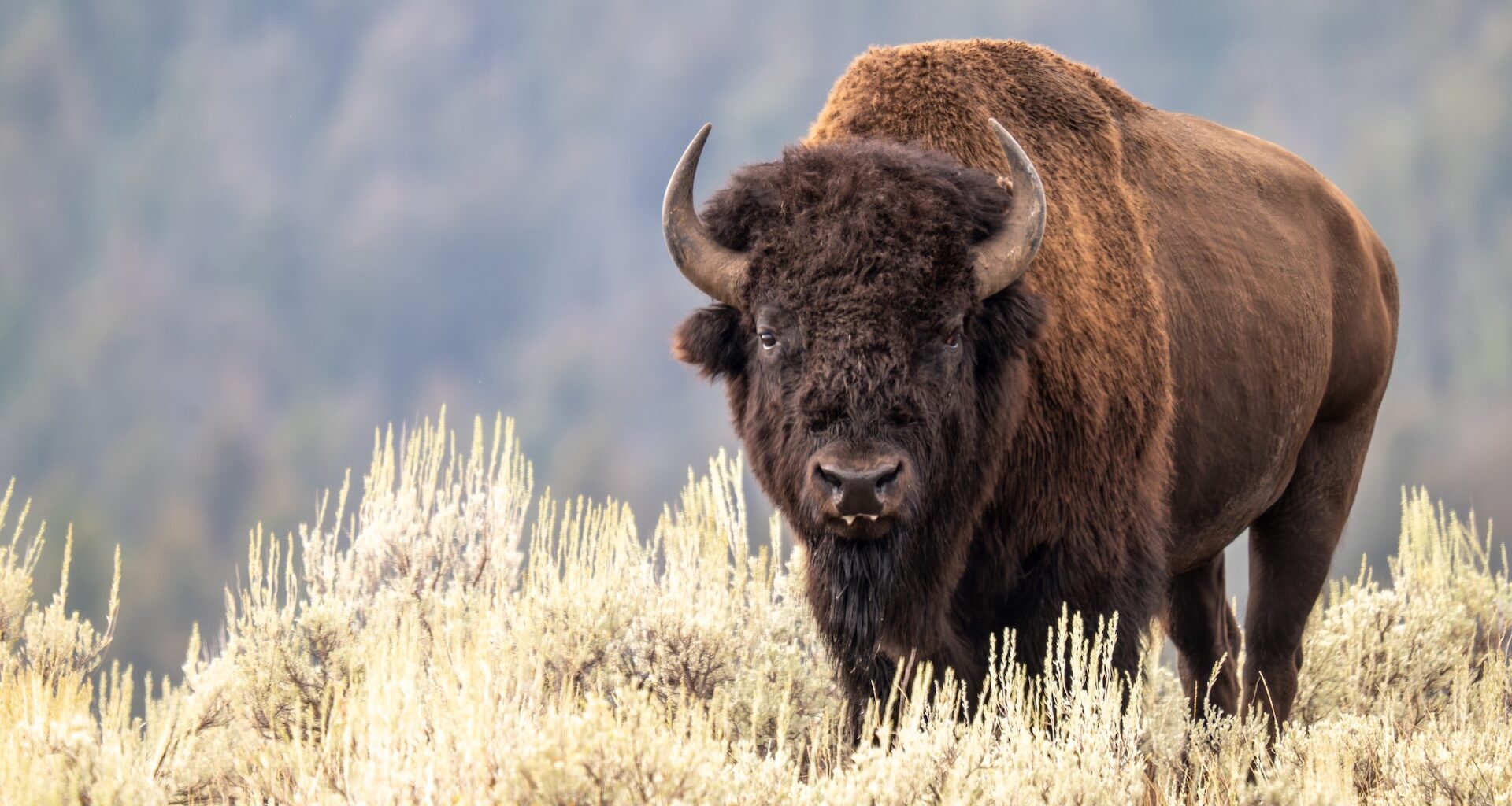 "You do not want an animal like this coming after you."