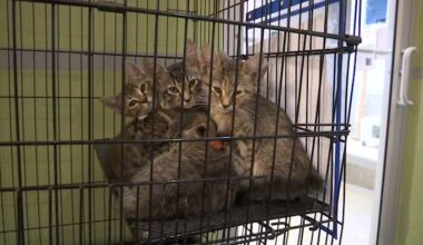 Players Championship hosts adoption weekend at Jacksonville Humane Society