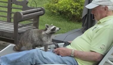 Man, 82, develops bond with raccoon who visits his porch