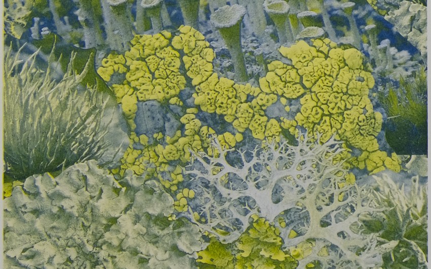 Spend A Day with Lichen at Santa Barbara Botanic Garden