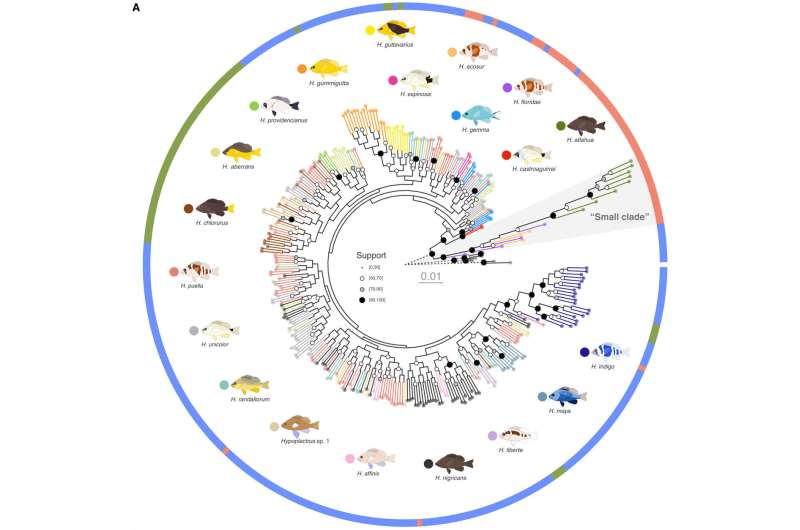 A comparison of colorful hamlets from the Caribbean challenges ideas about how species arise