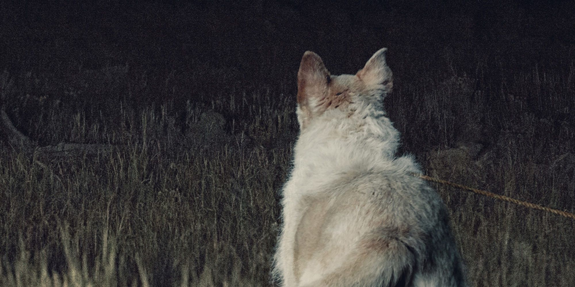 A dog looks toward the grass in It Comes At Night