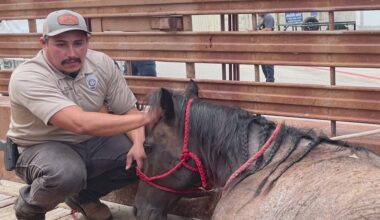 Bexar County Sheriff's Office tackles animal crimes with specialized unit