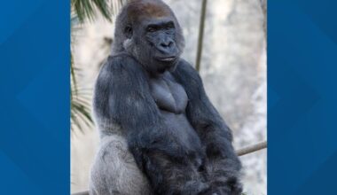 San Diego Zoo's 30-year-old Western lowland gorilla dies
