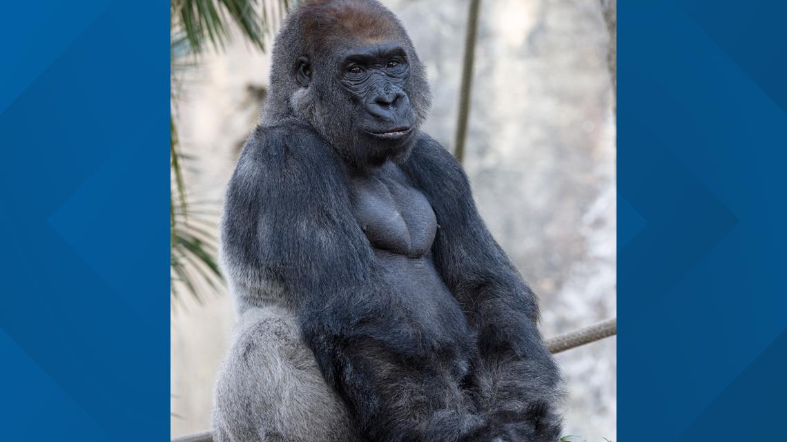 San Diego Zoo's 30-year-old Western lowland gorilla dies