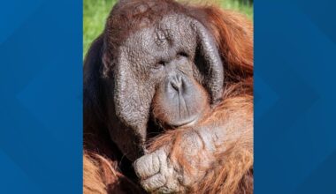 Phoenix Zoo orangutan has surgery for rare cancer