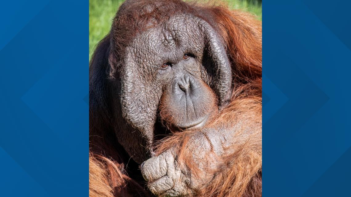 Phoenix Zoo orangutan has surgery for rare cancer
