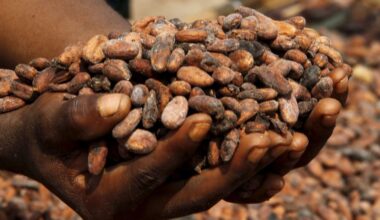 Ivory Coast cocoa grind down 31.2% year-on-year in July, exporters association says
