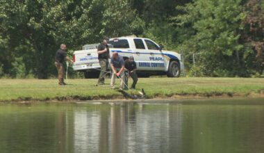 Alligator spotted outside school in Pearl
