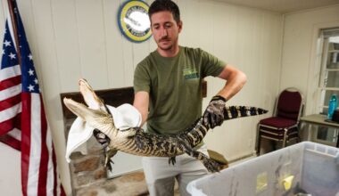 Alligators captured in Pennsylvania lake heading to new home