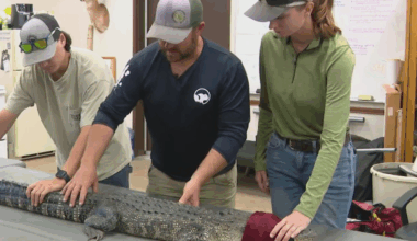 Alligators are nesting in Fort Worth — and researchers are racing to track them